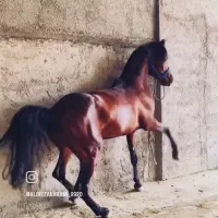 نریان کرد سواری دار