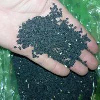 بذر پیاز قرمز سال