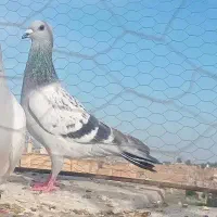 کفتر گرفتنی