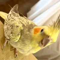 عروس هلندی ماده