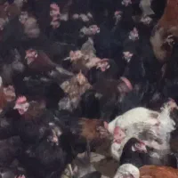 مرغ تخمگذار محلی درجه یک|حیوانات مزرعه|شیراز, بید زرد|دیوار