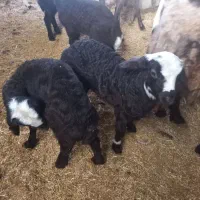 گوسفند شیشک و بره