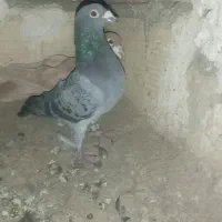 دوکت باخ خورده