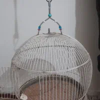 قفس پرنده|لوازم جانبی حیوانات|اهواز, کوی مهدیس|دیوار