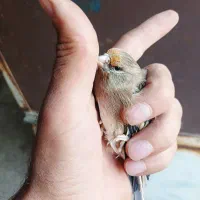 سهره و سهره قناری|پرنده|تهران, شهرک رضویه|دیوار