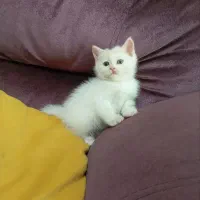 اسکاتیش و بریتیش