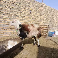 شیشک بروجردی اصیل|حیوانات مزرعه|تایباد, |دیوار