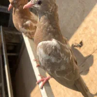 جوجه سینه ای