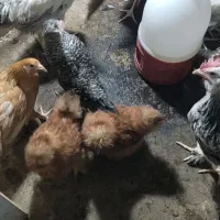 فروش نیمچه مرغ و خروس