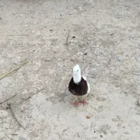 کبوتر