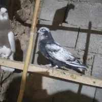 سینه دم سیاه.موقعیت گیلانغرب.|پرنده|سرپل ذهاب, |دیوار