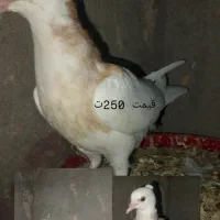 کفتر طوقی کلع ای سبز شازده