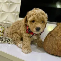 توی پودل دو ماهه|سگ|اسالم, |دیوار