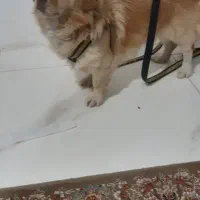 سگ خارجی پاکوتاه