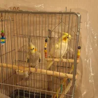 سلام یک جفت عروس هلندی با۳ عدد جوجه|پرنده|قدس, شهر‌قدس|دیوار