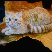 گربه بریتیش هیمالیا