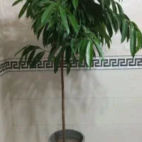 نخل نیکولای/آمستل کینگ|گل و گیاه طبیعی|شیراز, شهرک رضوان|دیوار