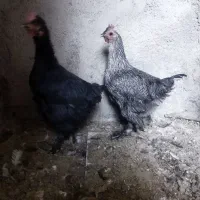 فروشی دهدشت