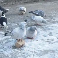 کبوتر فرشی جفت 1میلون 700