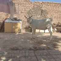 نربز اصیل سانن
