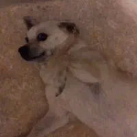 پاکوتاه تمیز و اروم|سگ|قائم‌شهر, |دیوار