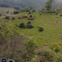 اجاره ویلا جنگلی کوهستانی|اجارهٔ کوتاه‌مدت ویلا و باغ|مرزن‌آباد, |دیوار