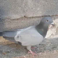 فروش سبز بی خط|پرنده|کوه چنار, |دیوار