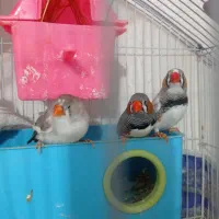5عددفنچ جوان