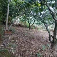 فروش‌ ومعاوضه ۳۰۰متر زمین مسکونی، ویلایی و باغی|فروش زمین و ملک کلنگی|سورک, |دیوار