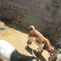 تروشت