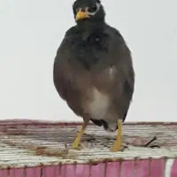 جوجه مینا