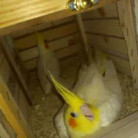 یک جفت عروس هلندی لوتینو