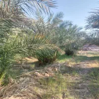 جونگ خرما|گل و گیاه طبیعی|بم, |دیوار