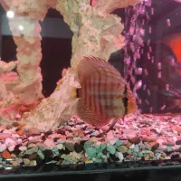 آکواریوم خاص و لاکچری با ماهی های دیسکس|ماهی|چهاردانگه (تهران), |دیوار