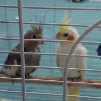 یک جفت عروس هلندی