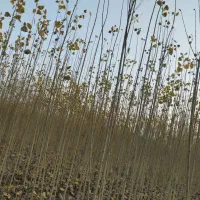 رقم نهال های 1ساله و 2ساله