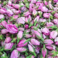 فروش غنچه وگل محمدی تازه