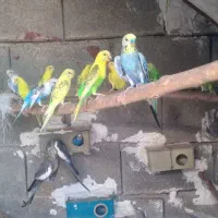 فروش مرغ عشق درباشت