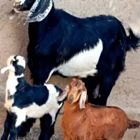 مری زایده شیری با دو کهره نر و ماده