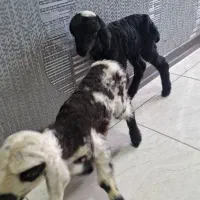 بزدوقلو زا بادوتا کهره و دوعدد بره شیری