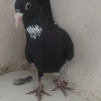 چندتا پلنگ خوشکل