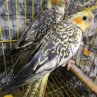 عروس هلندی سرحال