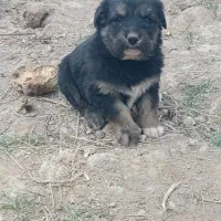 ۴ عدد توله  قهدریجانی درجه یک پدر مادر دار