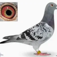 ماده پولکی گمشده