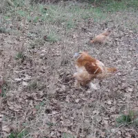 خروس ۶ ماهه امپراطور|حیوانات مزرعه|رودبار, |دیوار