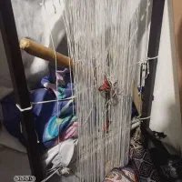 دار قالی آماده