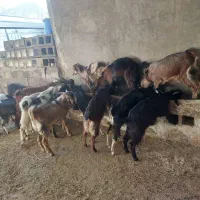 کهره|حیوانات مزرعه|باغ ملک, |دیوار