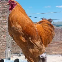 خروس برهما بوف همراه مرغ برهما تیک