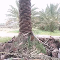 حرس درخت خرما