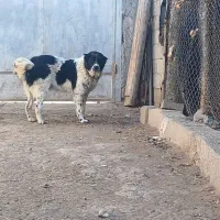 سگ توله|سگ|نجف‌آباد, جوزدان|دیوار